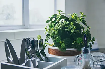 Hygiène alimentaire HACCP Auvergne-Rhône-Alpes